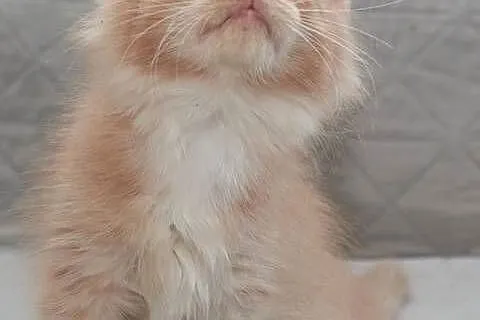 Maine Coon kremowy z białym kocurek Jeremi Nannarella*PL, Mazowieckie, Słupno