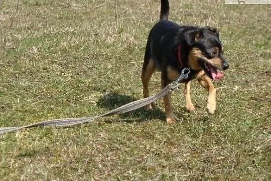 Czemu nikt mnie nie chce pokochać daj mi szansę na domek, Małopolskie, Kraków