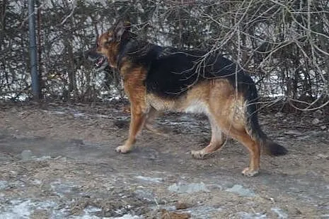 Rafa wrażliwa sunieczka szuka domu zza schroniskow