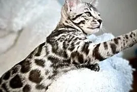 Kocięta bengalskie Gliter Silver