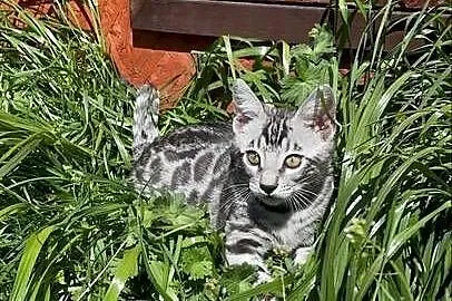 Kocięta bengalskie Gliter Silver, Śląskie, Lubliniec