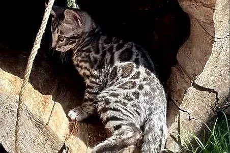 Kocięta bengalskie Gliter Silver, Śląskie, Lubliniec