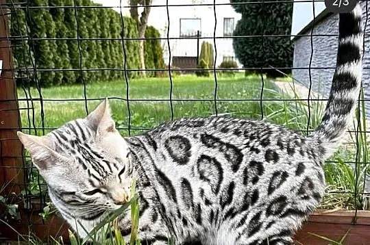 Kocięta bengalskie Gliter Silver, Śląskie, Lubliniec
