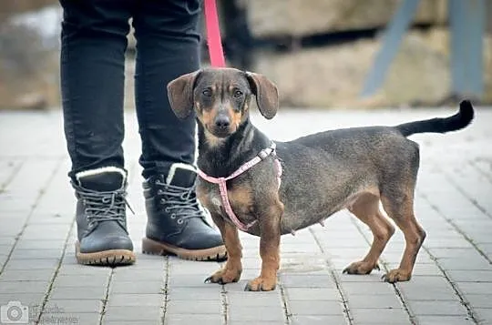 Szelma, cudna suczka w typie JAMNIKA, kontaktowa, 
