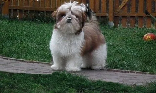SHIH TZU szczenięta z rodowodem FCI, podkarpackie
