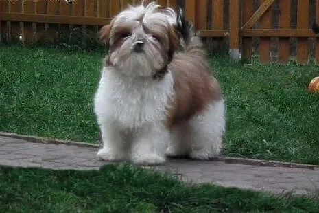SHIH TZU szczenięta z rodowodem FCI, podkarpackie Leżajsk