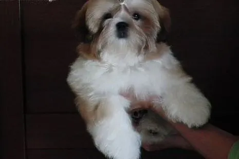 SHIH TZU szczenięta z rodowodem FCI,  podkarpackie