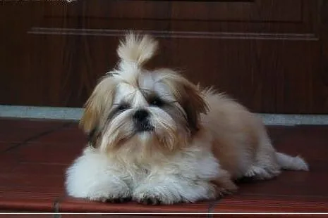 SHIH TZU szczenięta z rodowodem FCI,  podkarpackie