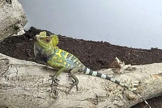 Gonocephalus chamaeleontinus agama kameleonowa