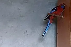 Papugi