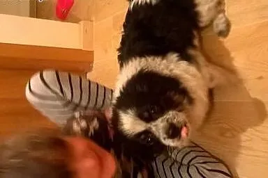 Taki mały, słodki psiak czeka na swój dom :),  maz