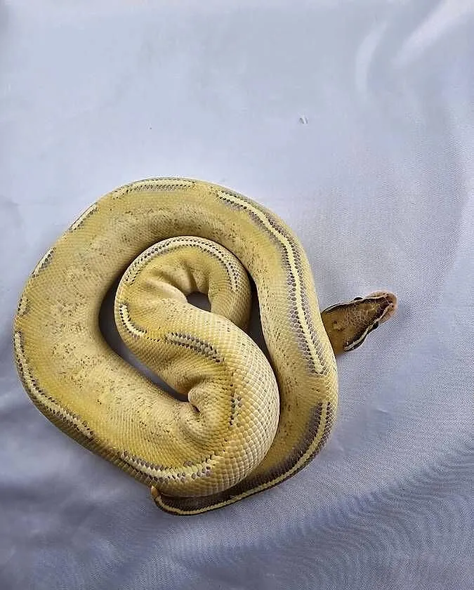Pyton królewski python regius samiec, Dolnośląskie, Wrocław