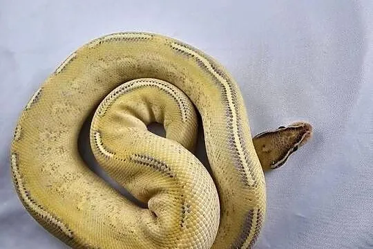 Pyton królewski python regius samiec, Dolnośląskie, Wrocław