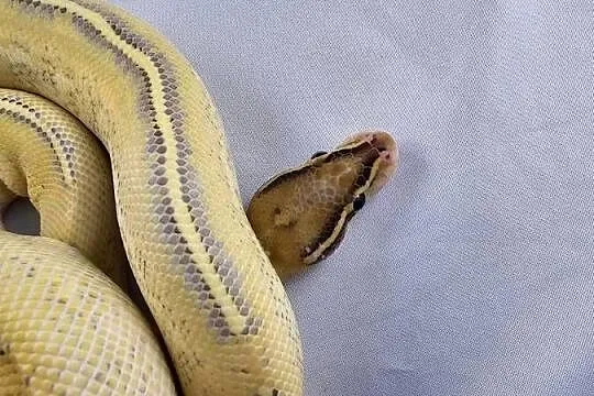 Pyton królewski python regius samiec, Dolnośląskie, Wrocław