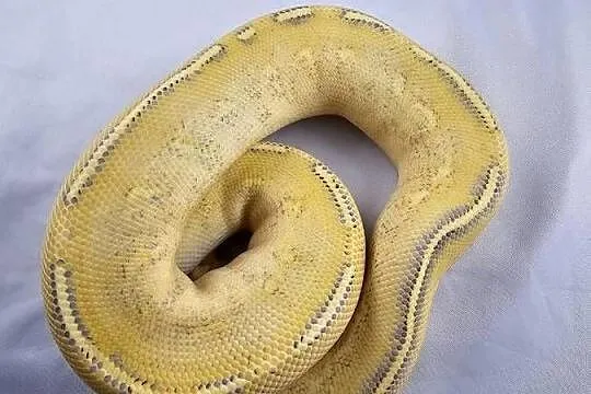 Pyton królewski python regius samiec, Dolnośląskie, Wrocław