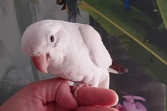 Papuga mnicha nizinna ręcznie karmiona oswojona, Pomorskie, Miastko