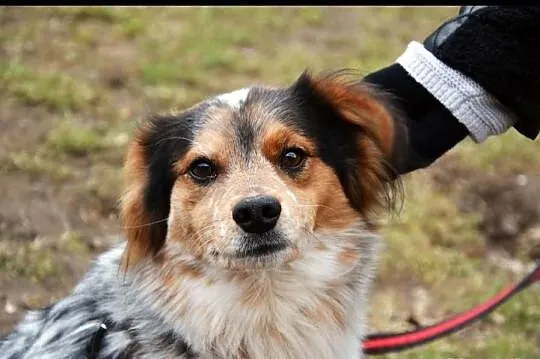 2-letni Kropek czeka na dom!