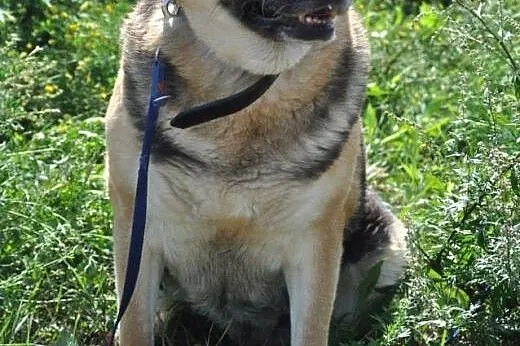 Kira- nieśmiała, ale bardzo uczuciowa sunia,  mazo