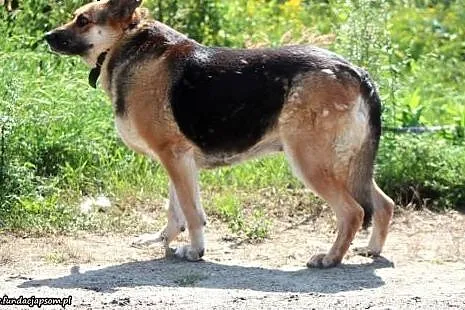 Kira- nieśmiała, ale bardzo uczuciowa sunia,  mazo