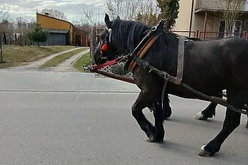 Klacz zimnokrwista typ sokólski, ogier