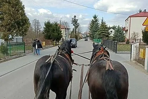 Klacz zimnokrwista typ sokólski, ogier, Lubelskie, Zabiele