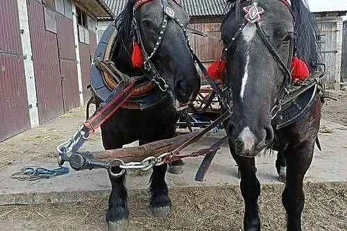 Klacz zimnokrwista typ sokólski, ogier, Lubelskie, Zabiele