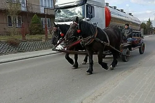 Klacz zimnokrwista typ sokólski, ogier, Lubelskie, Zabiele