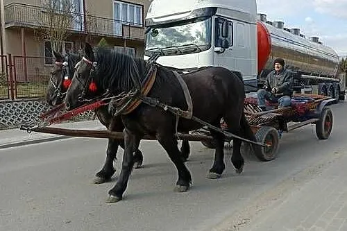 Klacz zimnokrwista typ sokólski, ogier, Lubelskie, Zabiele