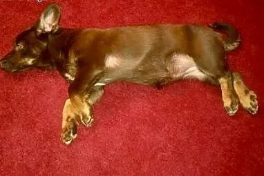 DOSIA do adopcji, mazowieckie Warszawa