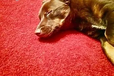 DOSIA do adopcji,  mazowieckie Warszawa