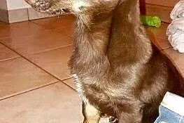 DOSIA do adopcji,  mazowieckie Warszawa