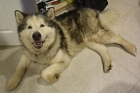 Lexus piękny, dostojny alaskan malamute ADOPCJA