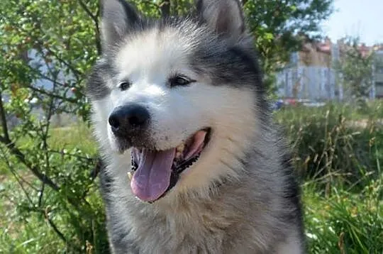 Lexus piękny, dostojny alaskan malamute ADOPCJA