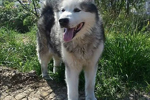 Lexus piękny, dostojny alaskan malamute ADOPCJA