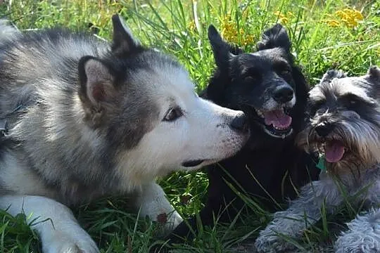 Lexus piękny, dostojny alaskan malamute ADOPCJA