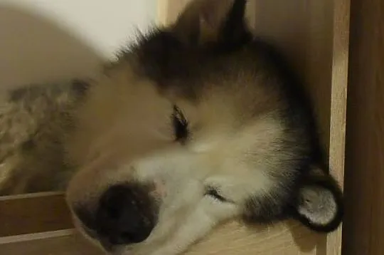 Lexus piękny, dostojny alaskan malamute ADOPCJA