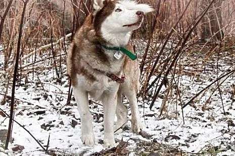 Timur - piękny psiak w typie husky szuka domu,  małopolskie Tarnów