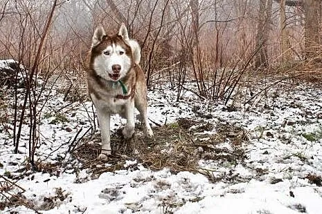 Timur - piękny psiak w typie husky szuka domu,  ma