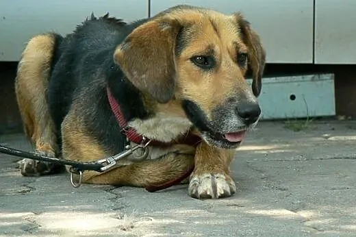 Zelda- prawie beagle szuka domu! ;) ,  kujawsko-po