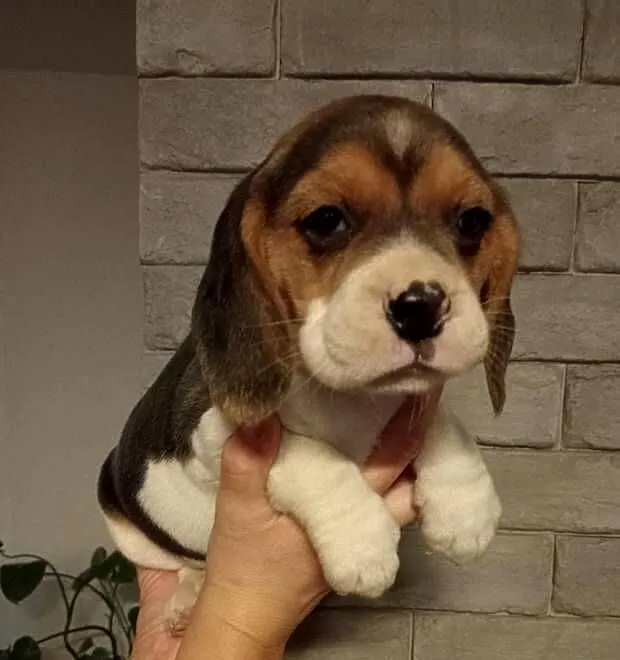 Beagle suczka, Świętokrzyskie, Dąbrowa Górna