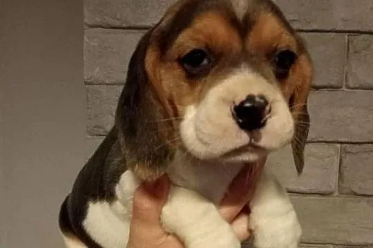 Beagle suczka, Świętokrzyskie, Dąbrowa Górna