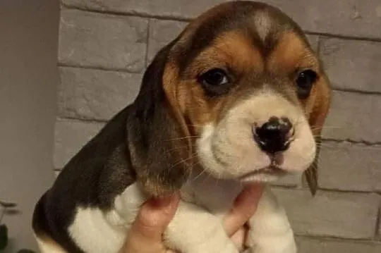 Beagle suczka, Świętokrzyskie, Dąbrowa Górna