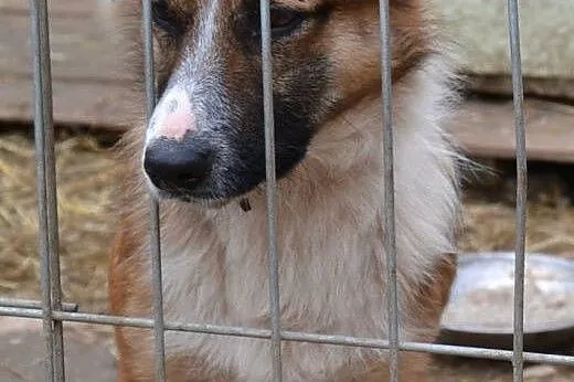 Sopelek-niewidomy psiak bardzo pilnie potrzebuje d