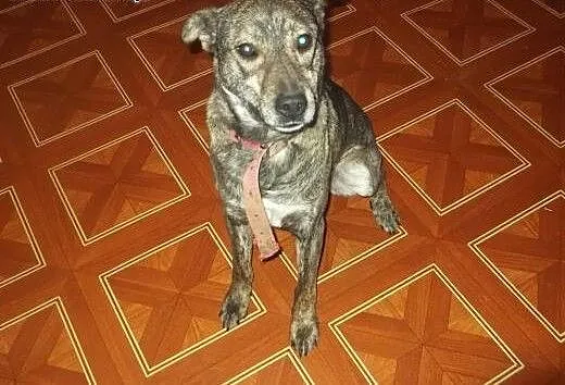 Grzeczny, towarzyski pieszczoch do adopcji !, łód