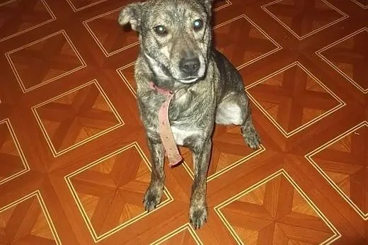 Grzeczny, towarzyski pieszczoch do adopcji !,  łód