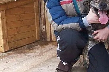 Grzeczny, towarzyski pieszczoch do adopcji !,  łód