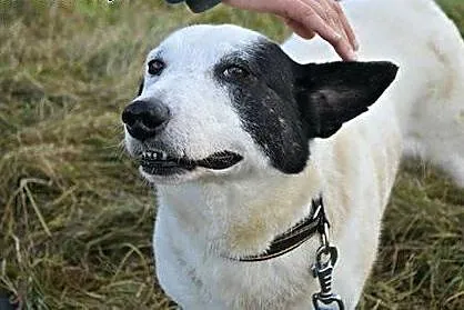 Oreo młody piesek potrzebuje cierpliwego i kochają