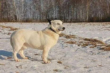Oreo młody piesek potrzebuje cierpliwego i kochają
