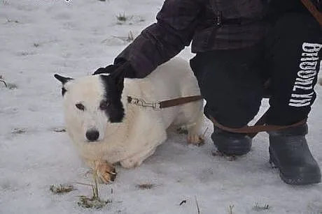 Oreo młody piesek potrzebuje cierpliwego i kochają