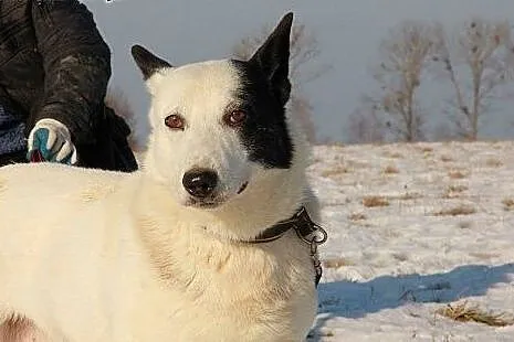 Oreo młody piesek potrzebuje cierpliwego i kochają